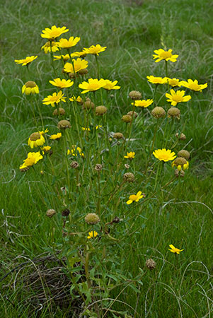 Marigold_Corn_LP0224_44_Wisley