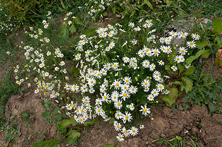 Mayweed_Scentless_LP0215_06_Byfleet