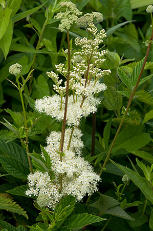 Meadowsweet_LP0214_18_Hurst_Park