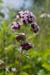 Marjoram_Wild_LP0064_02_Howell_Hill