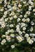 Mayweed_Scentless_LP0167_37_Mitcham_Common