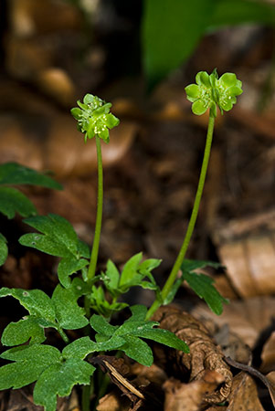 Moschatel_LP0193_30_Chinthurst_Hill