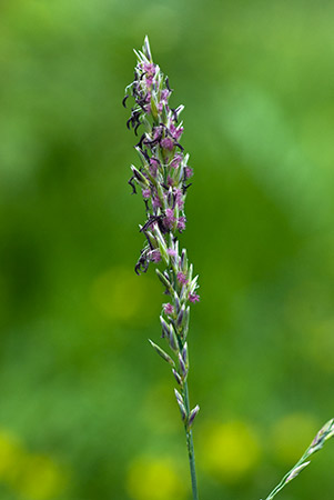 Moor-grass_Purple_LP0221_15_Henley_Park