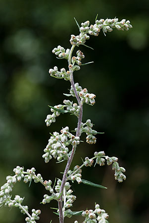 Mugwort_LP0157_52_Mitcham_Common