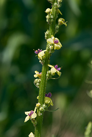 Mullein_Dark_LP0175_43_Wotton