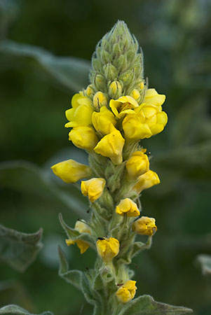 Mullein_Great_LP0022_03_South_Croydon