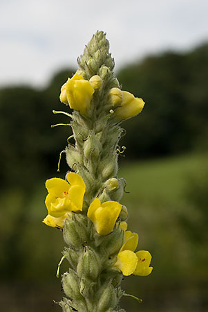 Mullein_Great_LP0023_03_Coulsdon