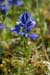 Milkwort_LP0114_28_Buckland