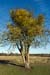 Mistletoe_LP0187_05_Bushy_Park