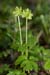 Moschatel_LP0109_30_Headley