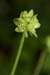 Moschatel_LP0109_34_Headley