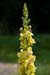 Mullein_Dark_LP0068_68_Headley_Heath