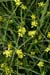 Mustard_Hoary_LP0081_19_Kew