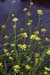 Mustard_Hoary_LP0081_20_Kew