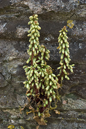 Navelwort_LP0156_77_Loddiswell