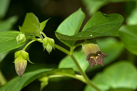 Nightshade_Deadly_LP0138_08_Bletchingley