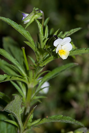 Pansy_Field_LP0160_47_Walton_Downs