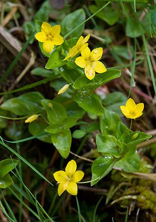 Pimpernel_Yellow_LP0129_23_Frillinghurst