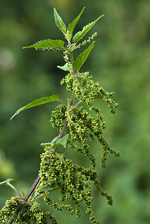 Nettle_Common_LP0162_04_South_Croydon