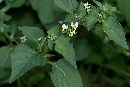 Nightshade_Black_LP0178_04_Coulsdon