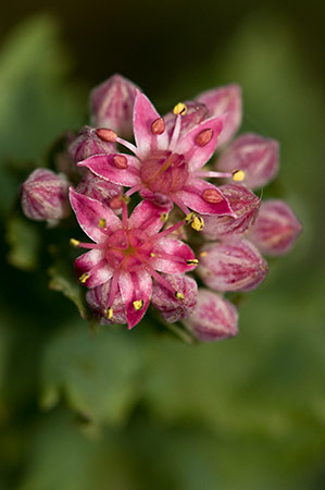 Orpine_LP0217_72_White_Downs