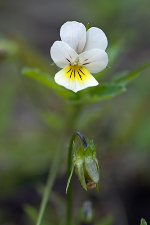 Pansy_Field_LP0224_76_Wisley