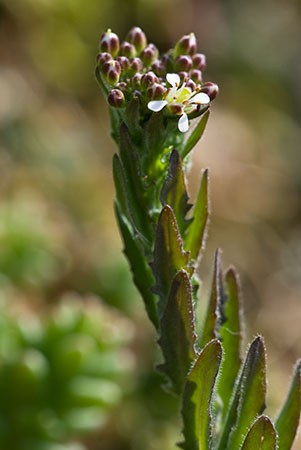 Pepperwort_Smiths_LP0122_38_Milford