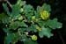 Oak_Knopper_galls_LP0075_04_Riddlesdown