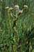 Pepperwort_Smiths_LP0121_22_Reigate_Heath