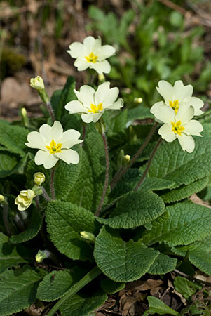 Primrose_LP0096_18_Harewoods