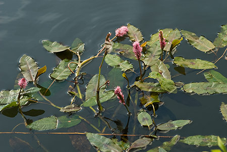 Bistort_Amphibious_LP0185_55_Shalford