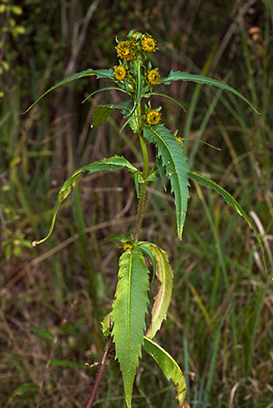 Bur-marigold_Nodding_LP0184_21_Shalford