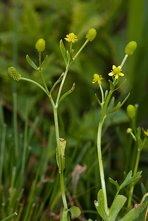 Buttercup_Celery-leaved_LP0184_57_Shalford