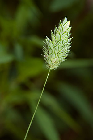 Canary-grass_LP0170_05_Waddon