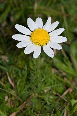 Chamomile_LP0168_27_Dunsfold_Common