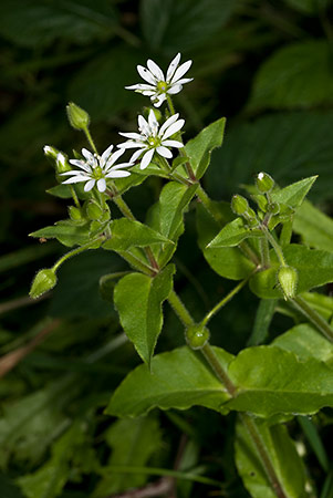 Chickweed_Water_LP0185_12_Shalford