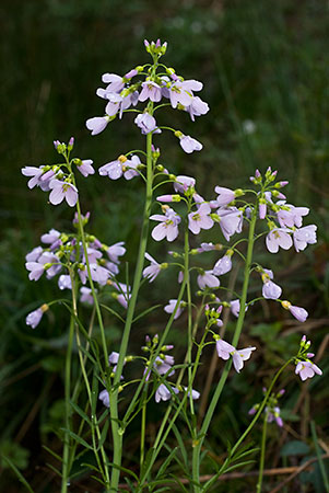 Cuckooflower_LP0110_25_Dunsfold