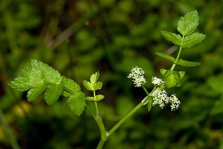 Fools-water-cress_LP0168_37_Dunsfold_Common