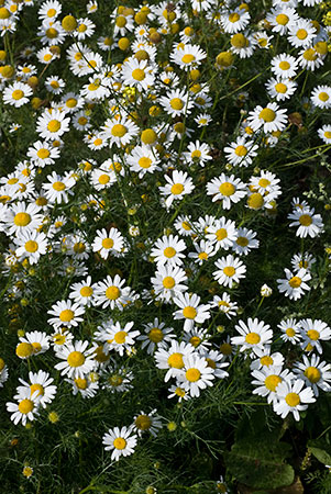 Mayweed_Scentless_LP0167_37_Mitcham_Common