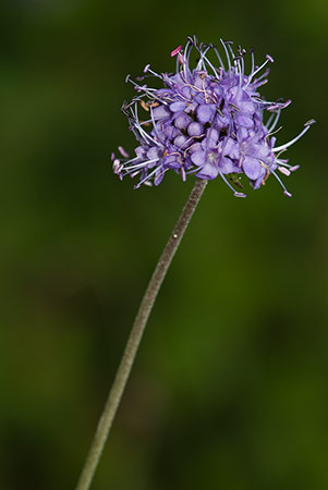 Scabious_Devils-bit_LP0184_41_Shalford