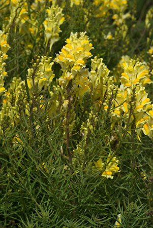 Toadflax_Common_LP0165_42_Riddlesdown