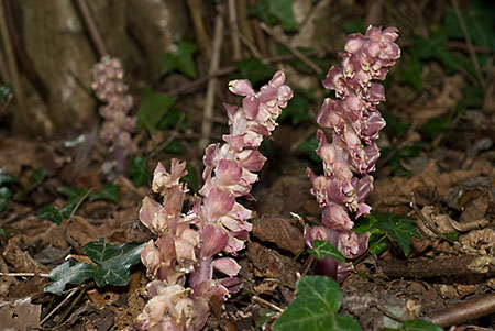 Toothwort_LP0109_06_Headley