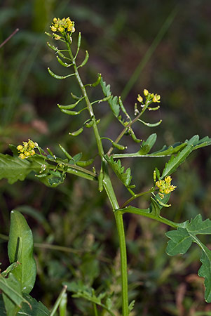 Yellow-cress_Marsh_LP0185_31_Shalford