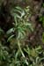 Cudweed_Marsh_LP0185_51_Shalford