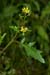 Yellow-cress_Marsh_LP0185_45_Shalford
