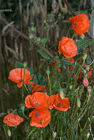 Poppy_Common_LP0061_22_Mount_Batten