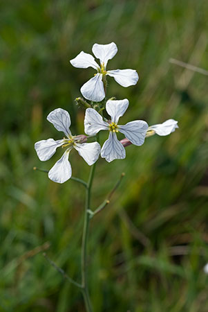 Radish_Wild_LP0075_11_Riddlesdown
