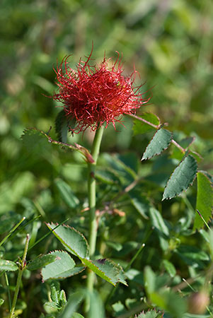 Rose_Gall_LP0068_22_Headley_Heath