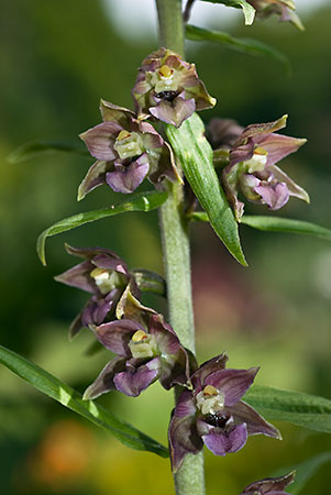 Helleborine_Broad-leaved_LP0063_08_Woldingham