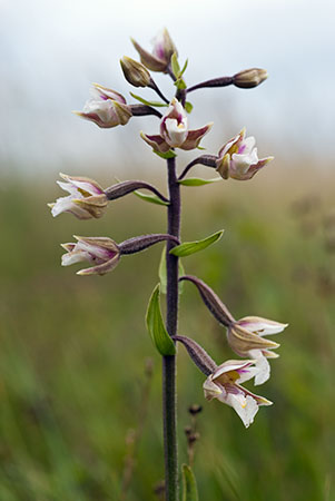 Helleborine_Marsh_LP0058_04_Dawlish_Warren